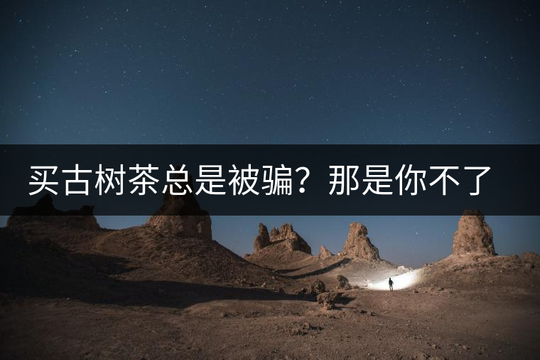 買古樹茶總是被騙？那是你不了解古樹茶的十大真相