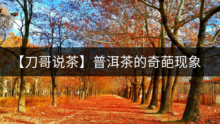 【刀哥說茶】普洱茶的奇葩現(xiàn)象之——新茶比老茶貴！