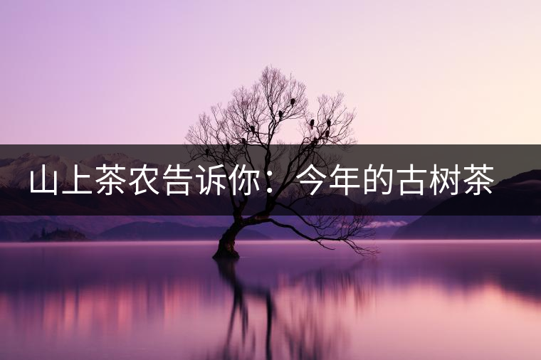 山上茶農(nóng)告訴你：今年的古樹(shù)茶為什么那么貴？