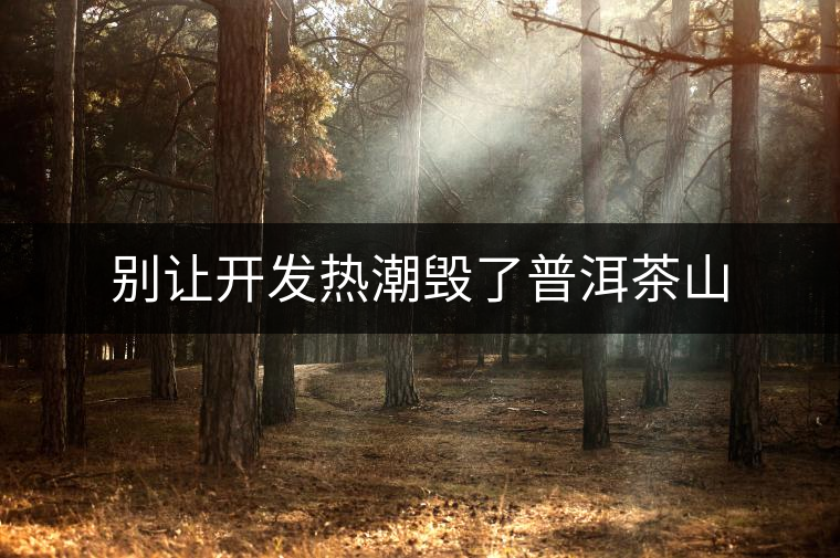 別讓開發(fā)熱潮毀了普洱茶山 別讓開發(fā)熱潮毀了普洱茶山