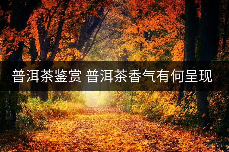 普洱茶鑒賞 普洱茶香氣有何呈現(xiàn)？