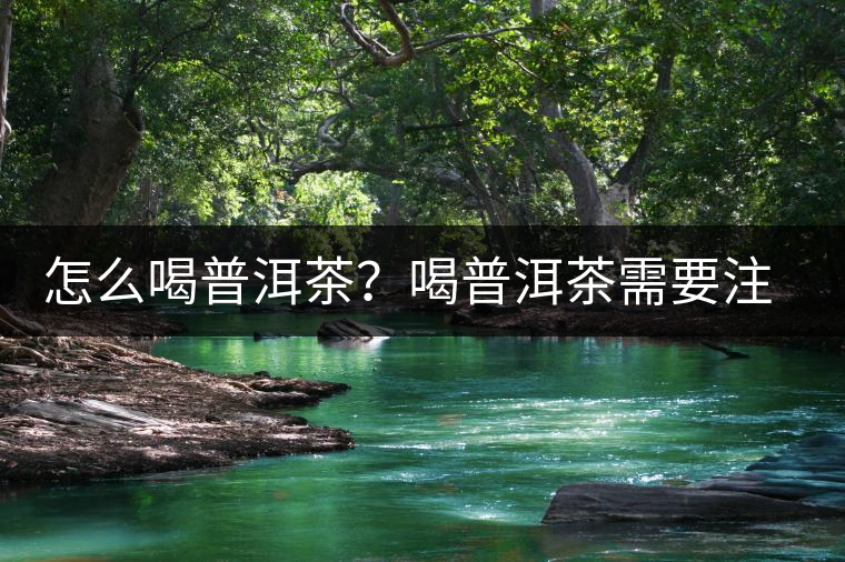 怎么喝普洱茶？喝普洱茶需要注意的要點