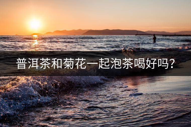普洱茶和菊花一起泡茶喝好嗎？