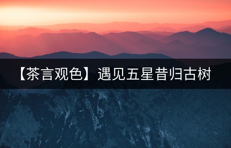 【茶言觀色】遇見(jiàn)五星昔歸古樹之美 【茶言觀色】遇見(jiàn)五星昔歸古樹之美