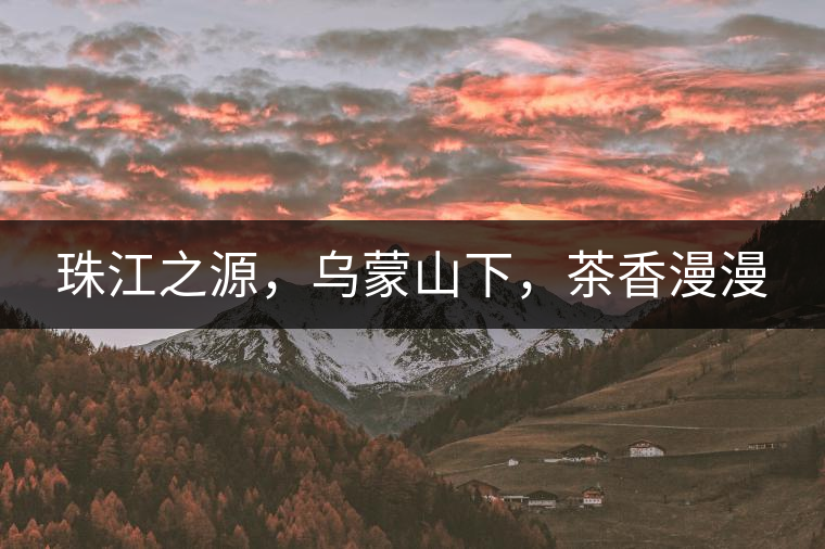 珠江之源，烏蒙山下，茶香漫漫