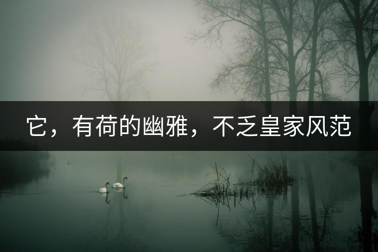 它，有荷的幽雅，不乏皇家風范