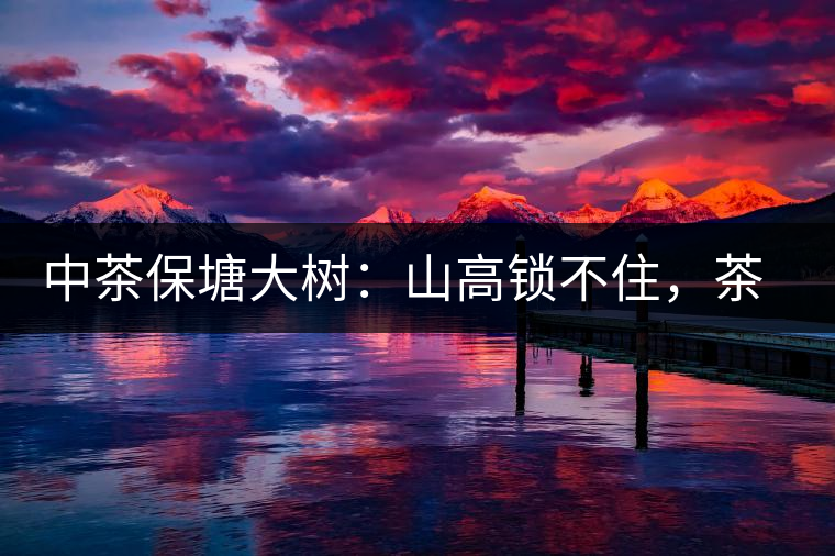 中茶保塘大樹(shù)：山高鎖不住，茶好名自傳