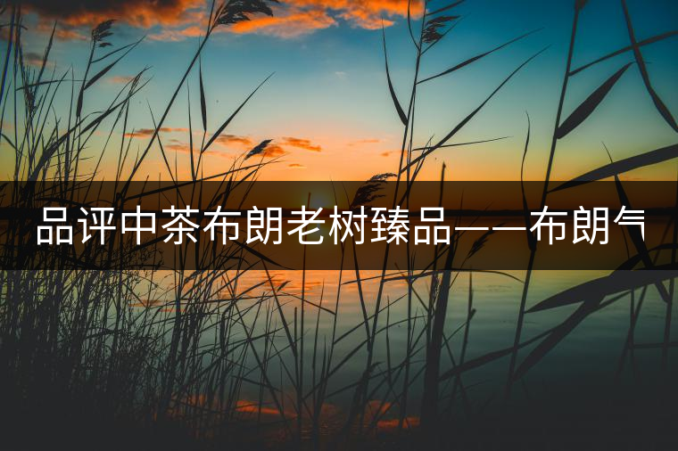 品評中茶布朗老樹臻品——布朗氣韻 濃強回甘