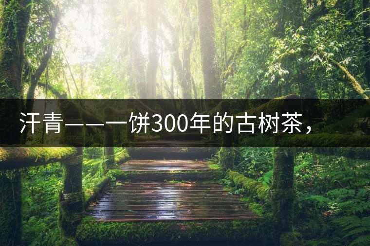 汗青——一餅300年的古樹茶，教您如何品鑒它的真諦