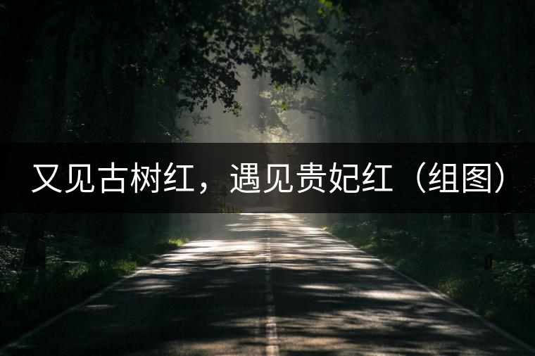 又見古樹紅，遇見貴妃紅（組圖）