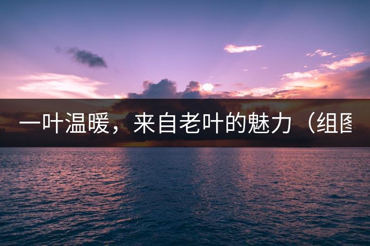 一葉溫暖，來(lái)自老葉的魅力（組圖）