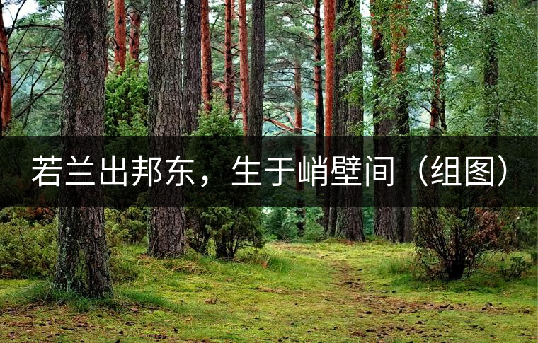 若蘭出邦東，生于峭壁間（組圖）