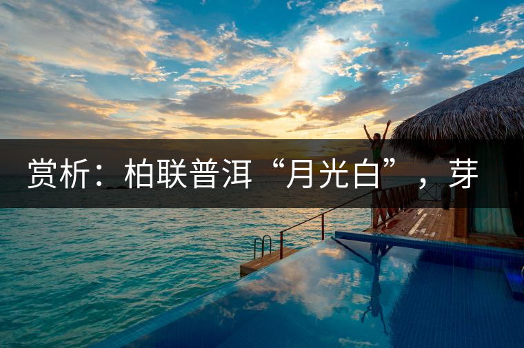 賞析：柏聯(lián)普洱“月光白”，芽白葉黑香甜四溢