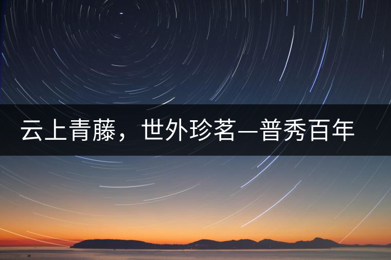 云上青藤，世外珍茗—普秀百年藤條茶即將上市