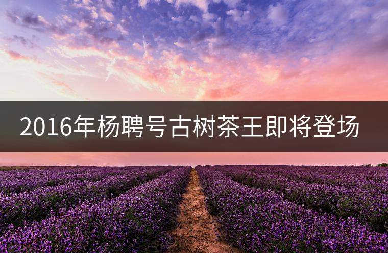 2016年楊聘號古樹茶王即將登場！
