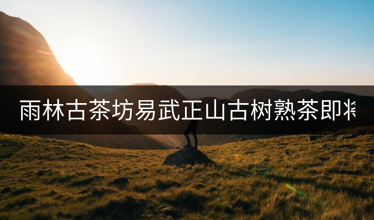 雨林古茶坊易武正山古樹熟茶即將上市！