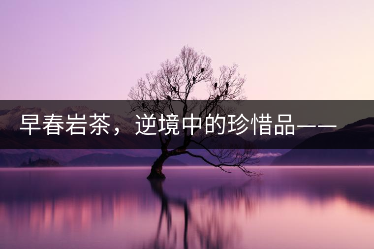 早春巖茶，逆境中的珍惜品——“邦東古樹茶”隆重上市