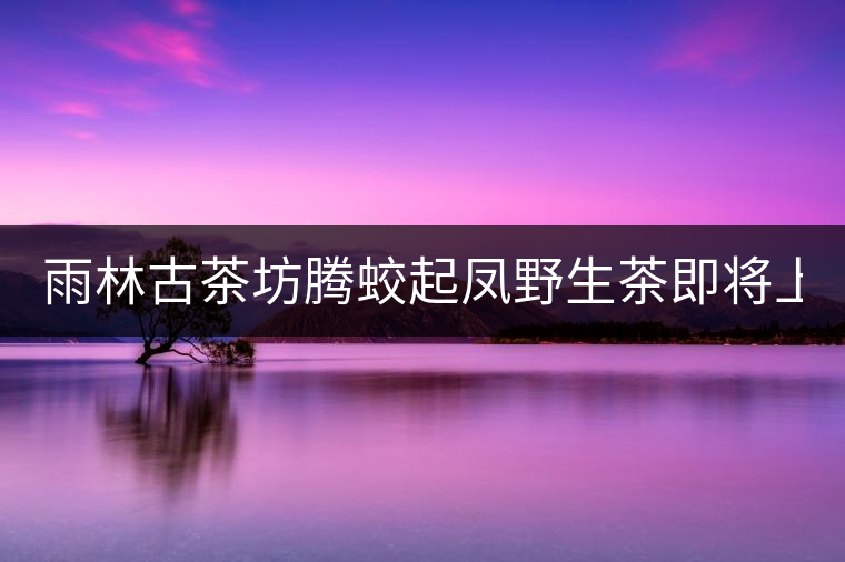 雨林古茶坊騰蛟起鳳野生茶即將上市！