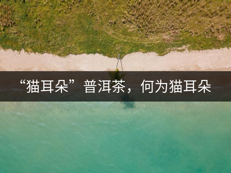 “貓耳朵”普洱茶，何為貓耳朵？