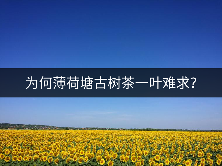 為何薄荷塘古樹茶一葉難求？