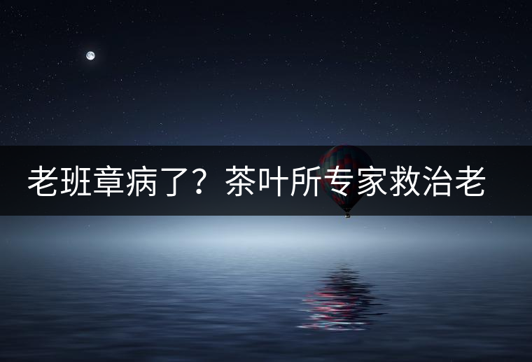 老班章病了？茶葉所專家救治老班章古茶樹
