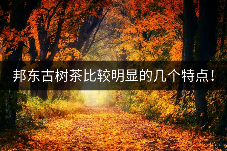 邦東古樹茶比較明顯的幾個(gè)特點(diǎn)！