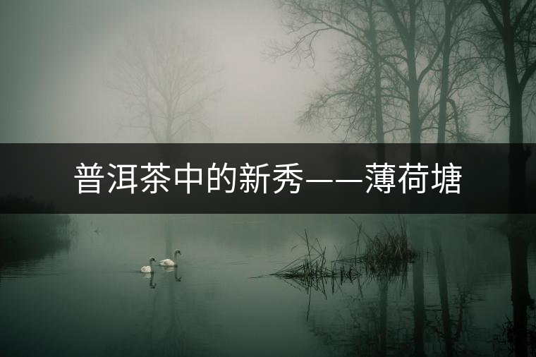 普洱茶中的新秀——薄荷塘