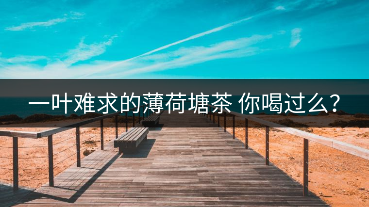 一葉難求的薄荷塘茶 你喝過(guò)么？