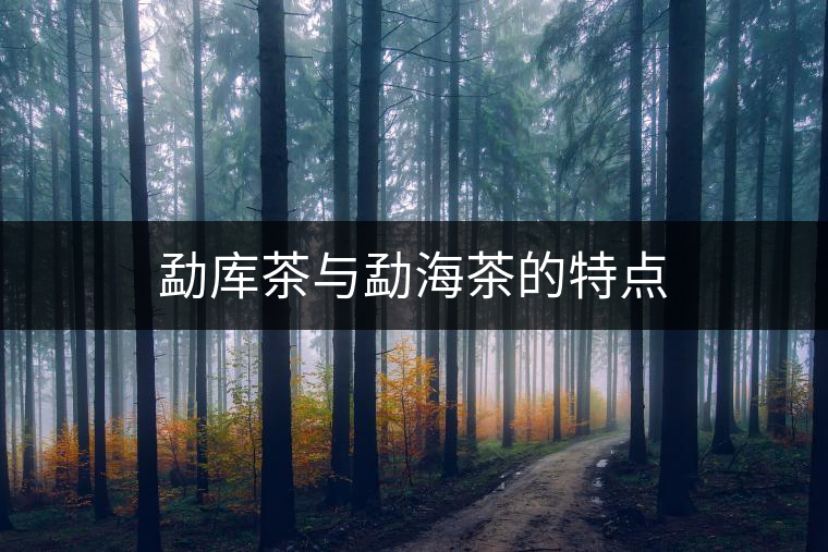 勐庫(kù)茶與勐海茶的特點(diǎn) 勐庫(kù)茶與勐海茶的特點(diǎn)