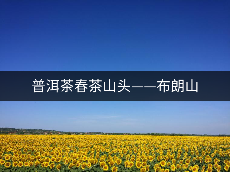 普洱茶春茶山頭——布朗山