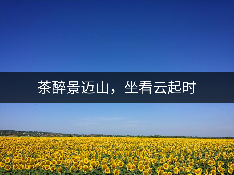 茶醉景邁山，坐看云起時(shí)