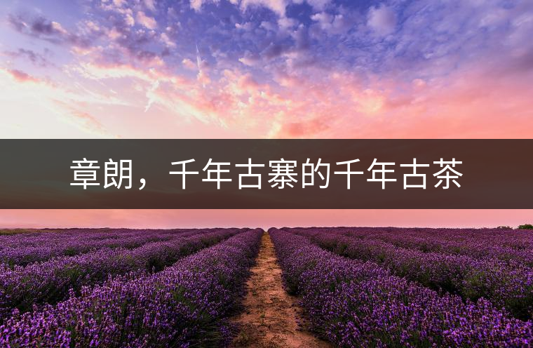 章朗，千年古寨的千年古茶