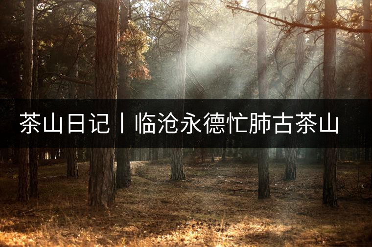 茶山日記丨臨滄永德忙肺古茶山(1) 茶山日記丨臨滄永德忙肺古茶山(1)