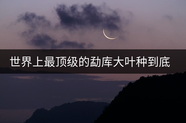 世界上最頂級的勐庫大葉種到底是什么？這篇文章講透了