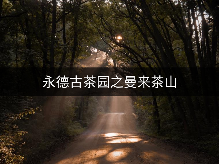 永德古茶園之曼來(lái)茶山 永德古茶園之曼來(lái)茶山