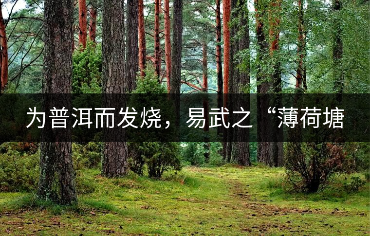 為普洱而發(fā)燒，易武之“薄荷塘