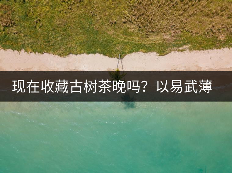 現(xiàn)在收藏古樹茶晚嗎？以易武薄荷塘古樹茶為例