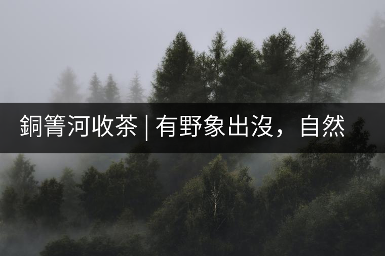 銅箐河收茶 | 有野象出沒，自然是好茶