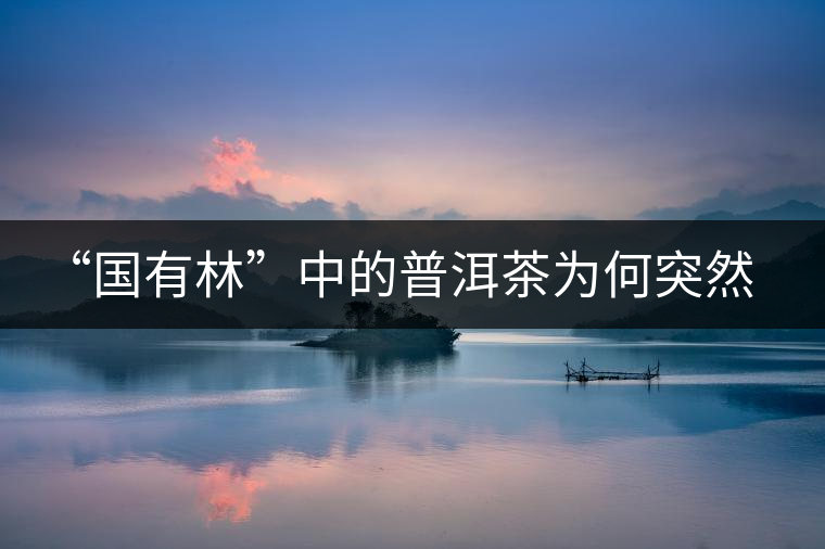 “國有林”中的普洱茶為何突然受追捧？
