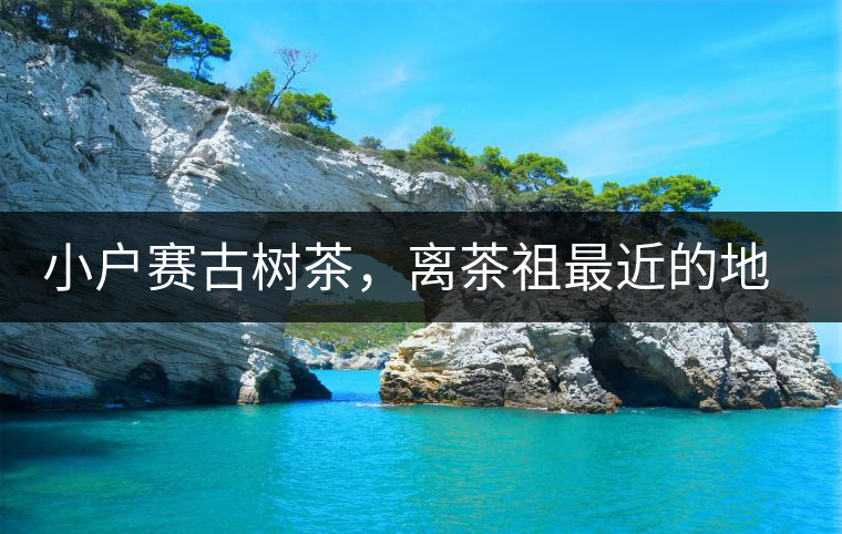 小戶(hù)賽古樹(shù)茶，離茶祖最近的地方！獨(dú)特的甜與凈！