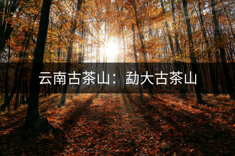 云南古茶山:勐大古茶山 云南古茶山:勐大古茶山