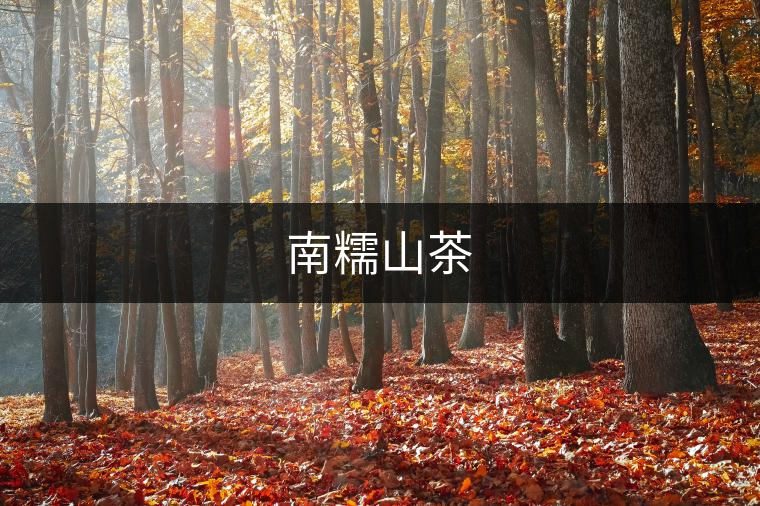 南糯山茶 南糯山茶