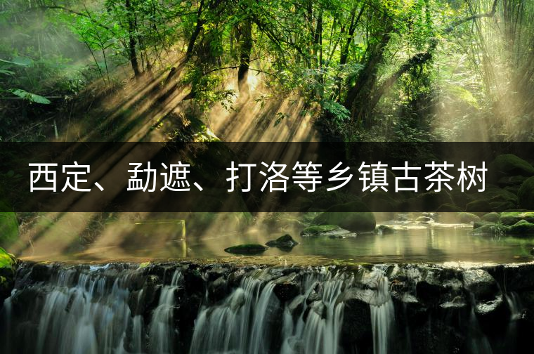 西定、勐遮、打洛等鄉(xiāng)鎮(zhèn)古茶樹資源