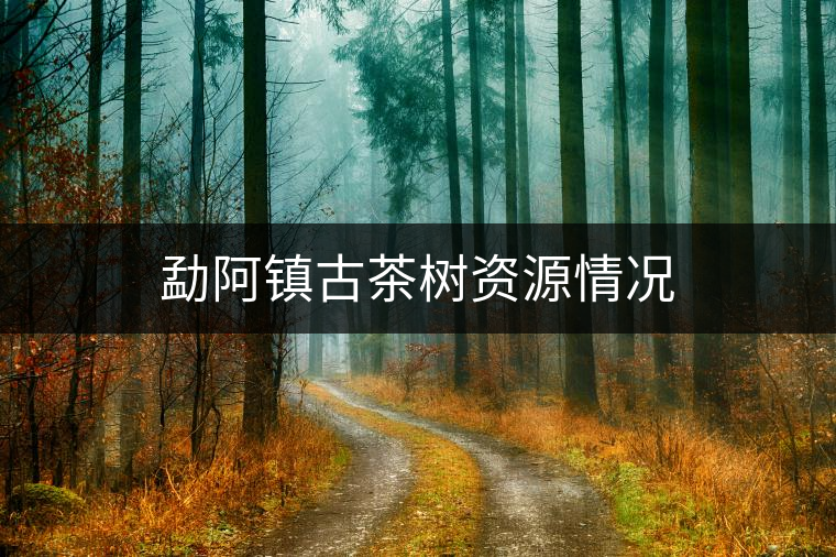 勐阿鎮(zhèn)古茶樹(shù)資源情況 勐阿鎮(zhèn)古茶樹(shù)資源情況