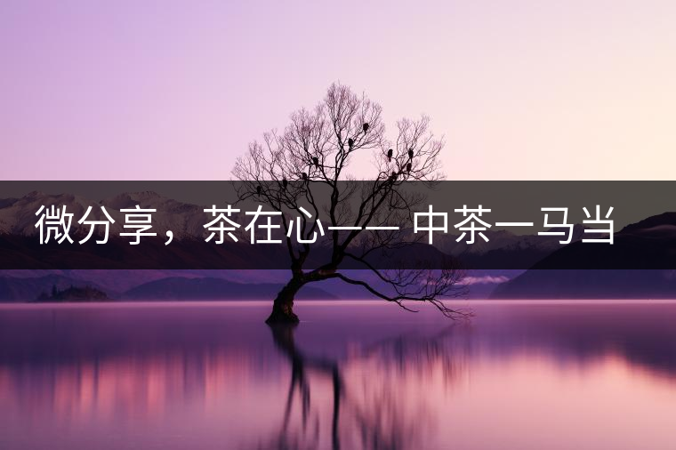 微分享，茶在心—— 中茶一馬當先