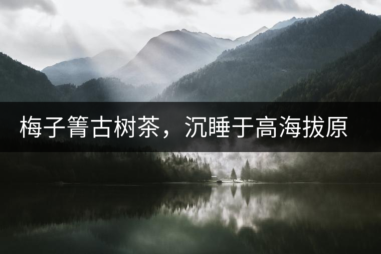 梅子箐古樹(shù)茶，沉睡于高海拔原生態(tài)的冰甜美人