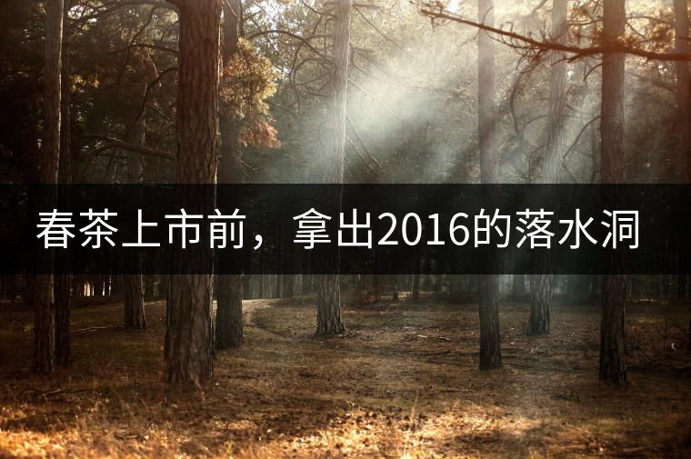 春茶上市前，拿出2016的落水洞秋茶開(kāi)湯