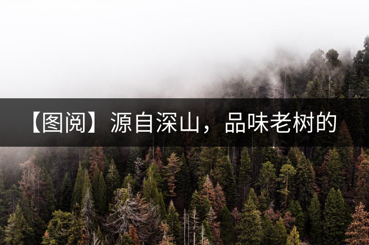 【圖閱】源自深山，品味老樹的味道