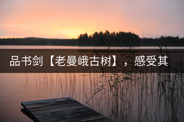 品書劍【老曼峨古樹】，感受其霸道苦韻