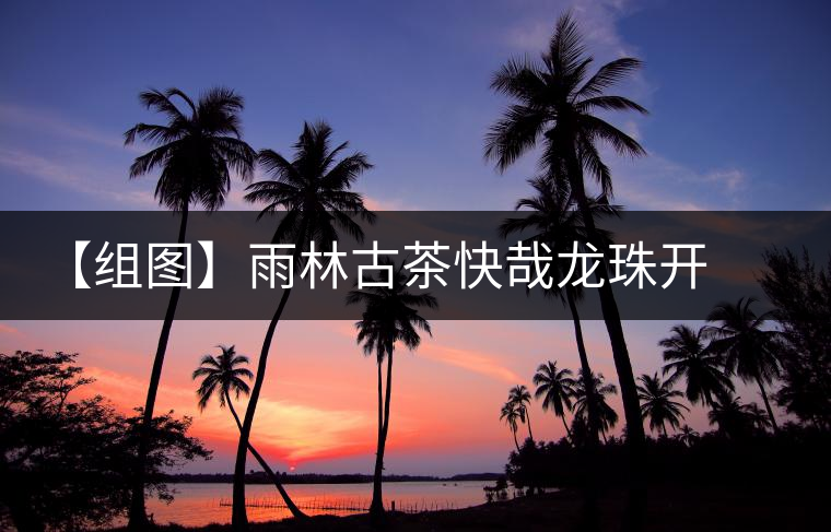 【組圖】雨林古茶快哉龍珠開湯 【組圖】雨林古茶快哉龍珠開湯